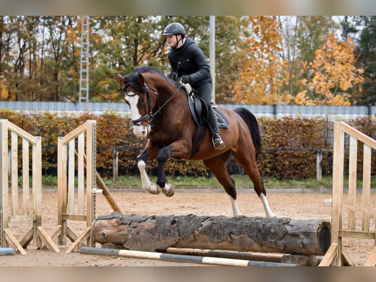 Holstein Gelding 4 years Brown in Dannenberg (Elbe)