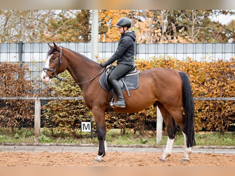 Holstein Gelding 4 years Brown in Dannenberg (Elbe)