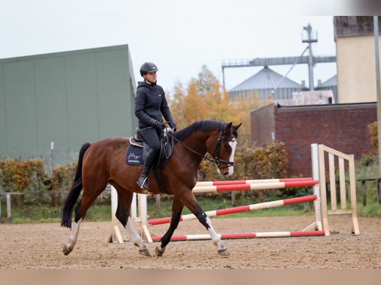 Holstein Gelding 4 years Brown in Dannenberg (Elbe)