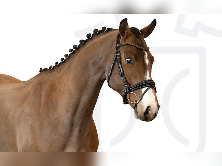 Holstein Gelding 4 years Brown in Elmshorn