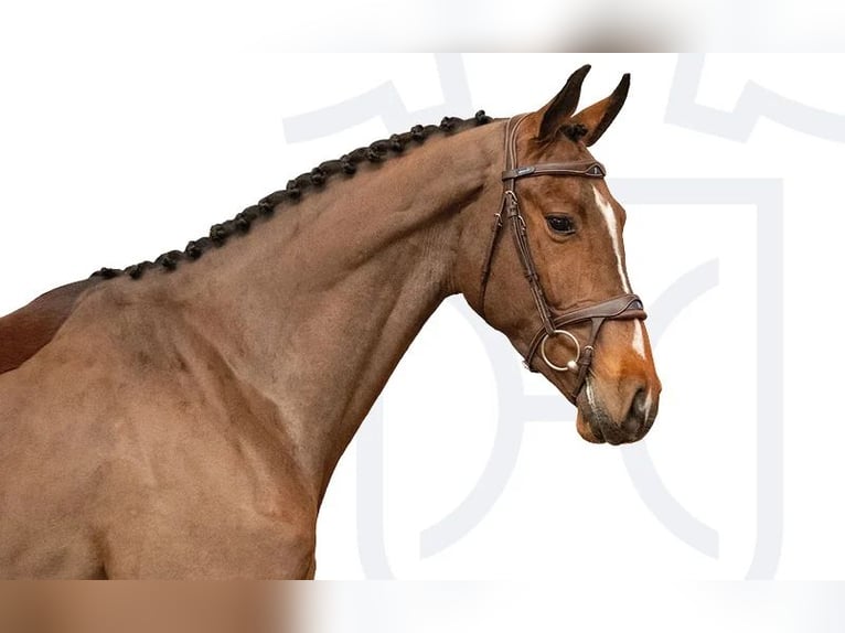 Holstein Gelding 4 years Brown in Elmshorn