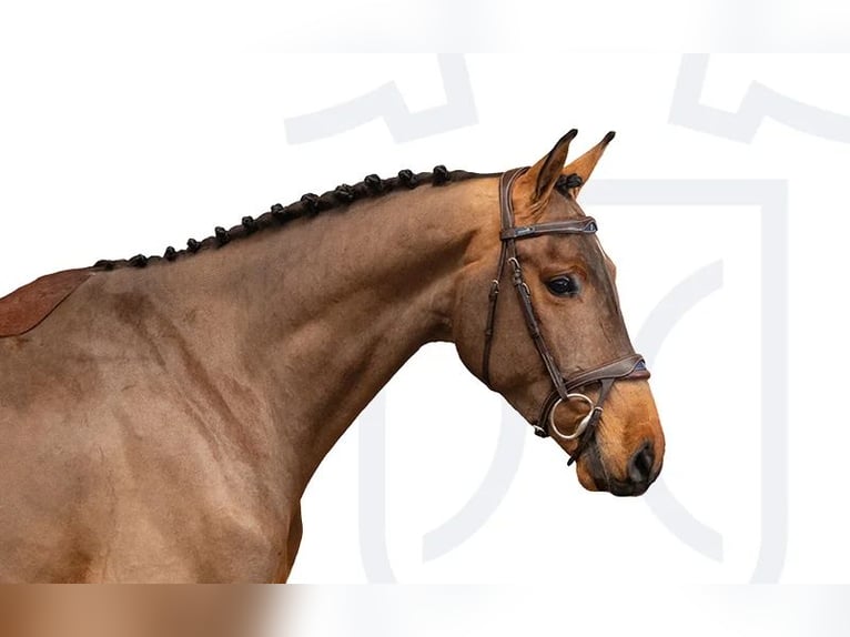 Holstein Gelding 4 years Brown in Elmshorn