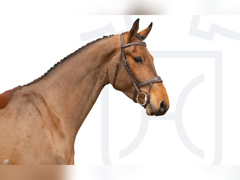 Holstein Gelding 4 years Brown in Elmshorn