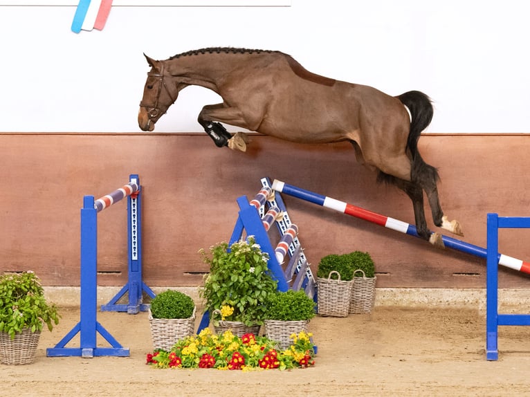 Holstein Gelding 4 years Brown in Elmshorn