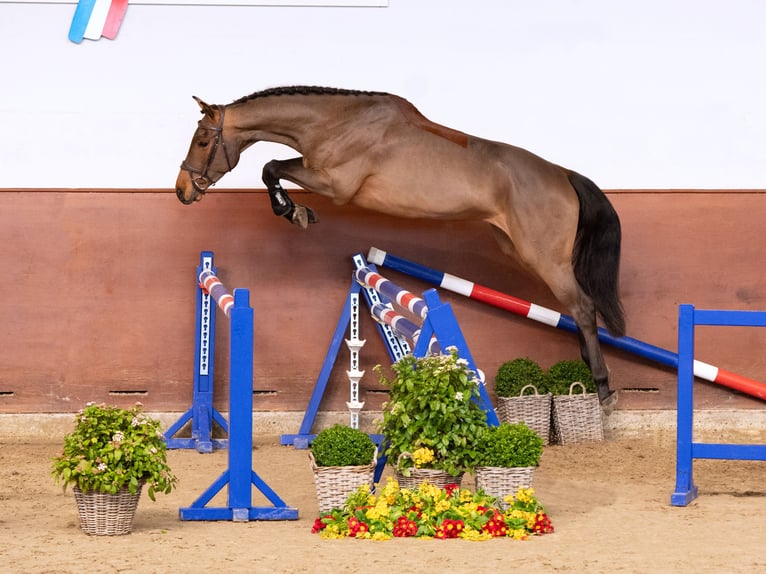 Holstein Gelding 4 years Brown in Elmshorn