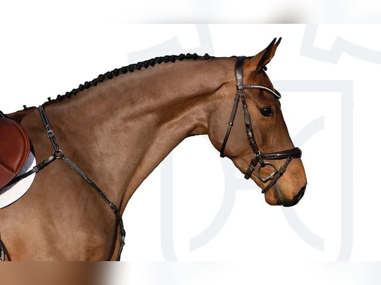 Holstein Gelding 4 years Brown in Elmshorn