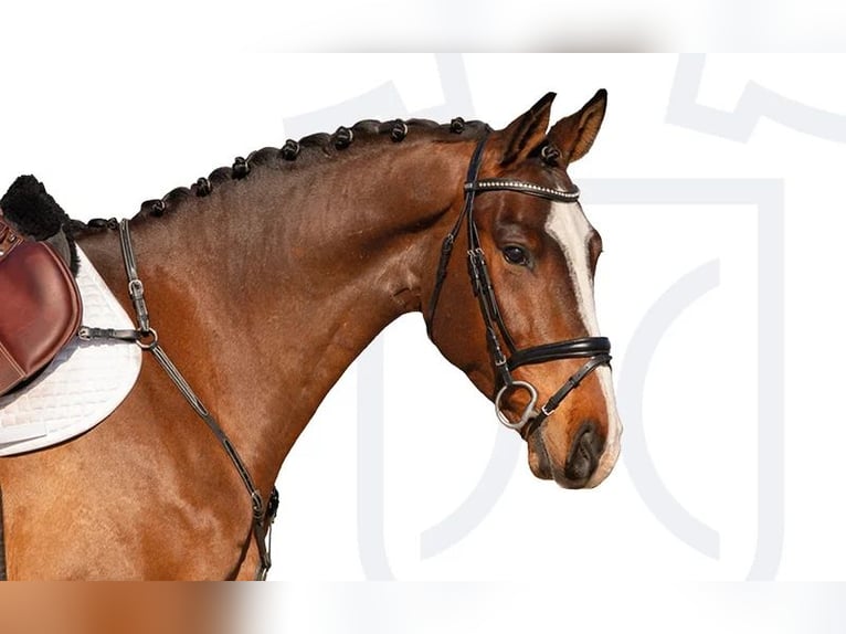 Holstein Gelding 4 years Brown in Elmshorn