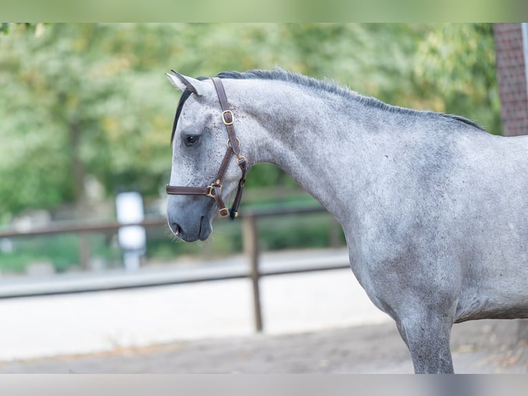 Holstein Gelding 4 years Grey in Kaulille