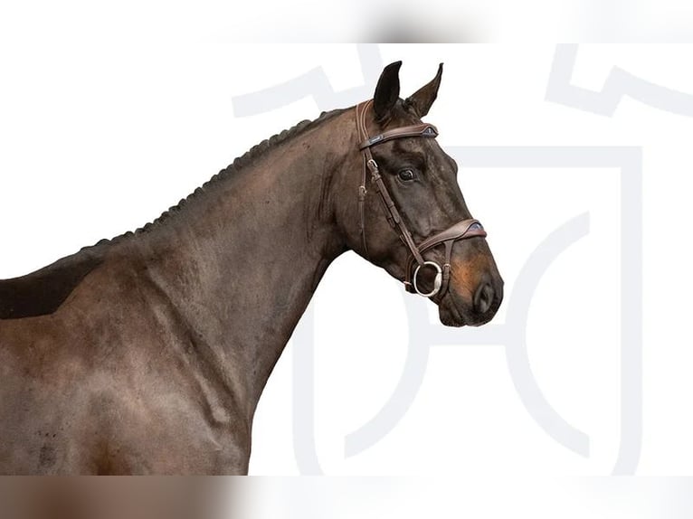 Holstein Gelding 4 years Smoky-Black in Elmshorn