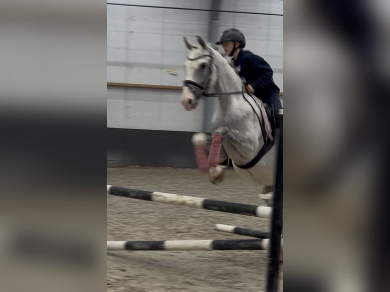 Holstein Gelding 5 years 15.2 hh Grey-Dapple in Nettetal