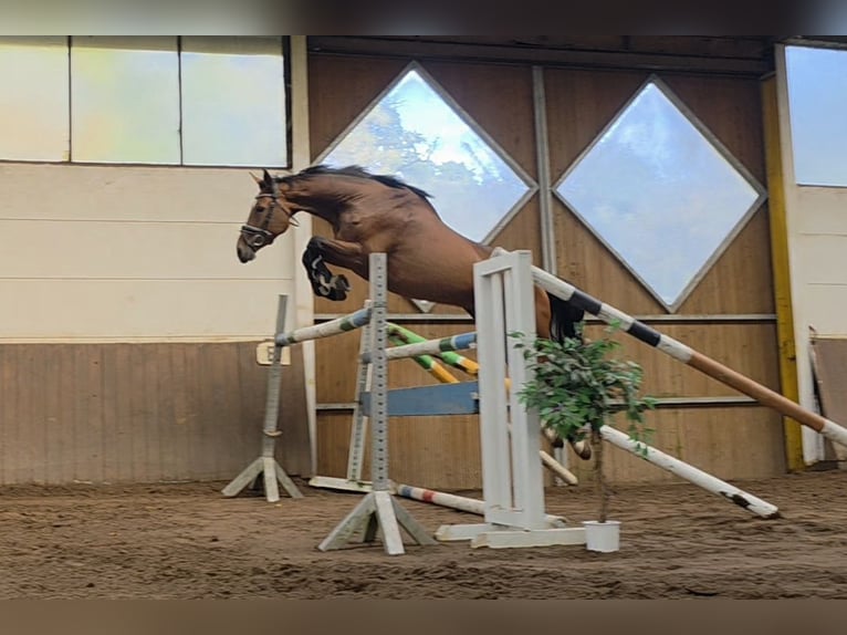 Holstein Gelding 5 years 15.3 hh Bay-Dark in Braunschweig