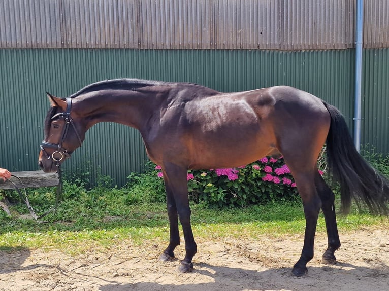 Holstein Gelding 5 years 15.3 hh Brown in Ahrensbök