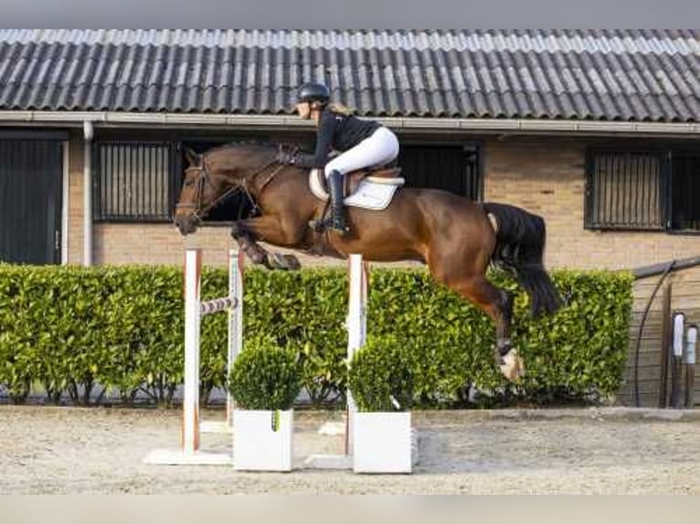 Holstein Mix Gelding 5 years 15,3 hh Brown in Waddinxveen