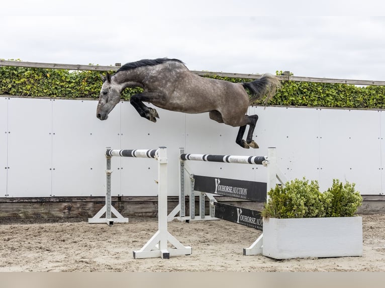 Holstein Gelding 5 years 15.3 hh Grey in Waddinxveen