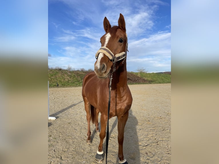 Holstein Gelding 5 years 15,2 hh Chestnut-Red in Hahnstätten