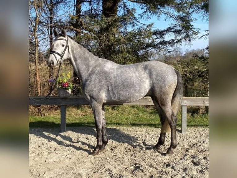 Holstein Gelding 5 years 15,2 hh Grey in Süderlügum Holstein Gelding 5 years 15,2 hh Grey in Süderlügum