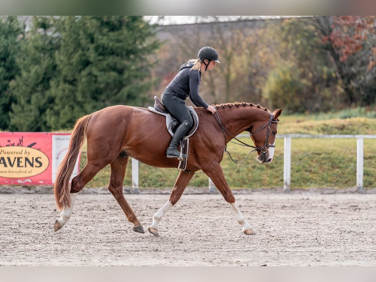 Holstein Gelding 5 years 16.1 hh Bay in Zduchovice