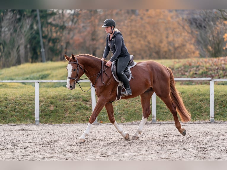 Holstein Gelding 5 years 16.1 hh Bay in Zduchovice