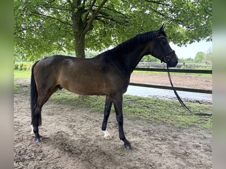 Holstein Gelding 5 years 16.1 hh Brown in Pulheim