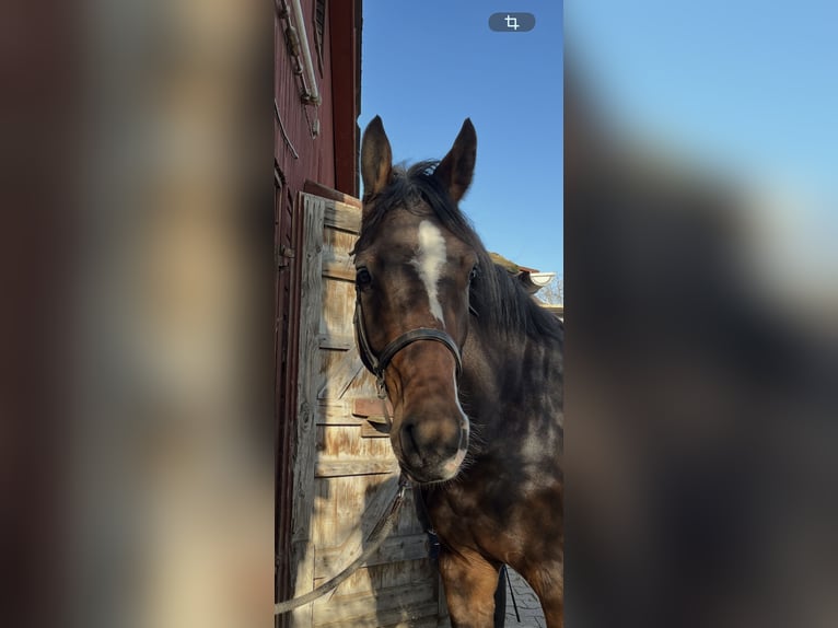Holstein Gelding 5 years 16.1 hh Brown in Waldenbuch