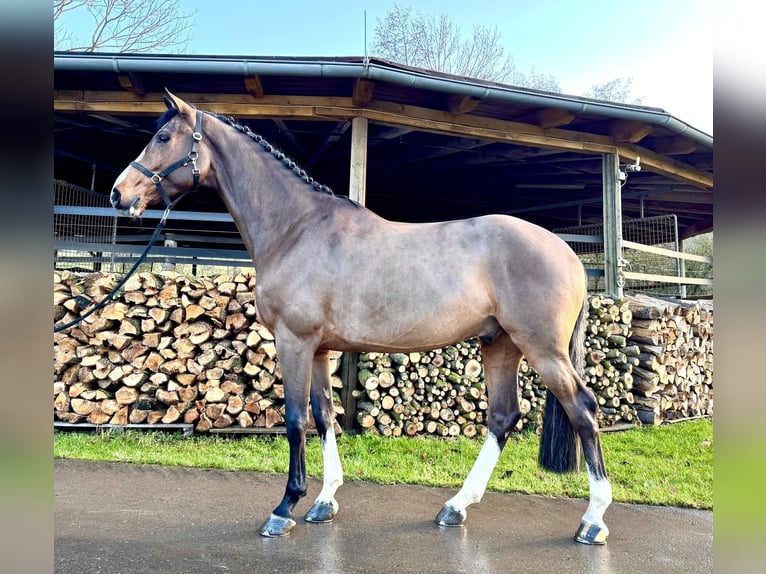 Holstein Gelding 5 years 16,1 hh Brown in Sangerhausen