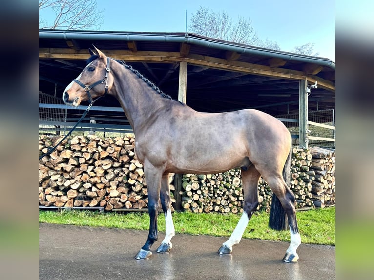 Holstein Gelding 5 years 16,1 hh Brown in Sangerhausen