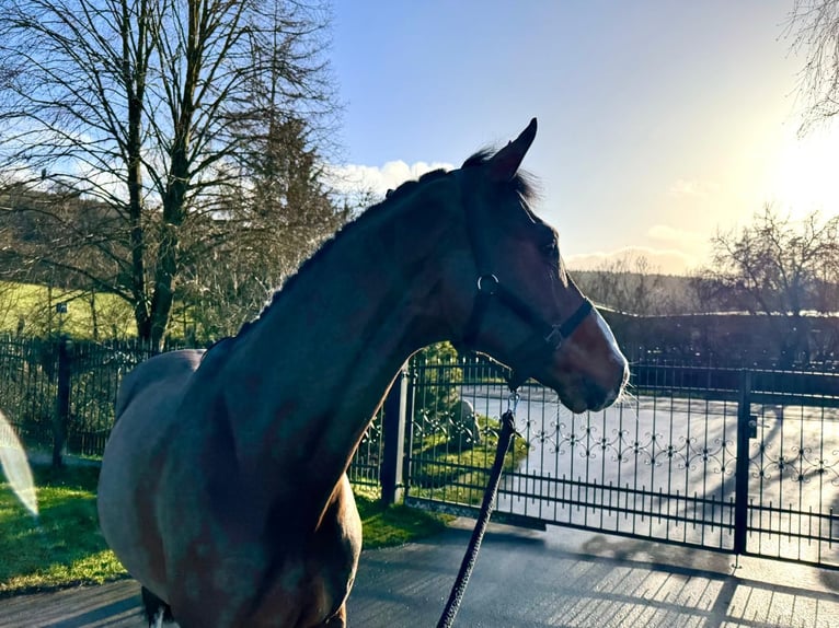 Holstein Gelding 5 years 16,1 hh Brown in Sangerhausen