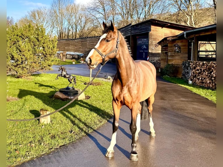 Holstein Gelding 5 years 16,1 hh Brown in Sangerhausen