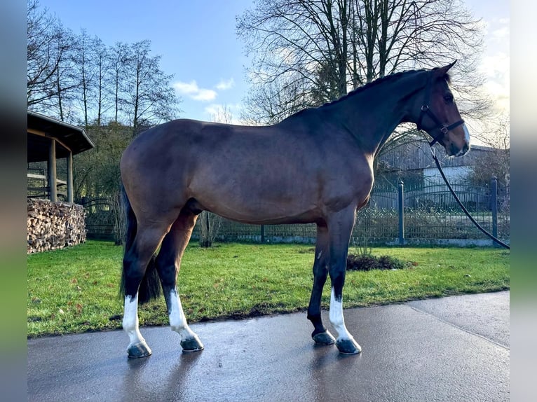 Holstein Gelding 5 years 16,1 hh Brown in Sangerhausen