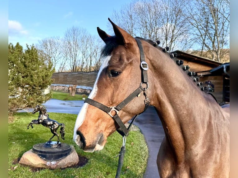 Holstein Gelding 5 years 16,1 hh Brown in Sangerhausen