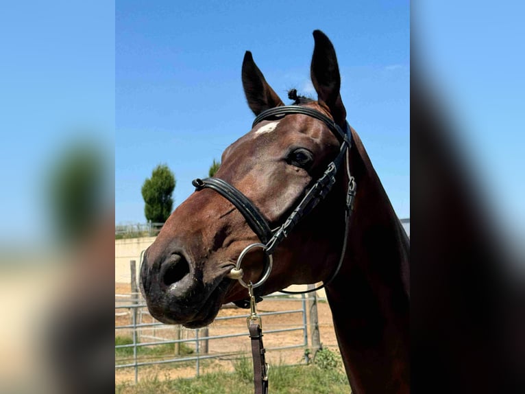 Holstein Gelding 5 years 16.1 hh Can be white in Walzbachtal