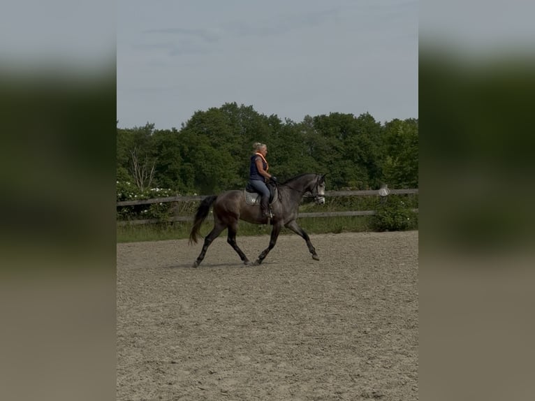 Holstein Gelding 5 years 16.1 hh Can be white in Vaale