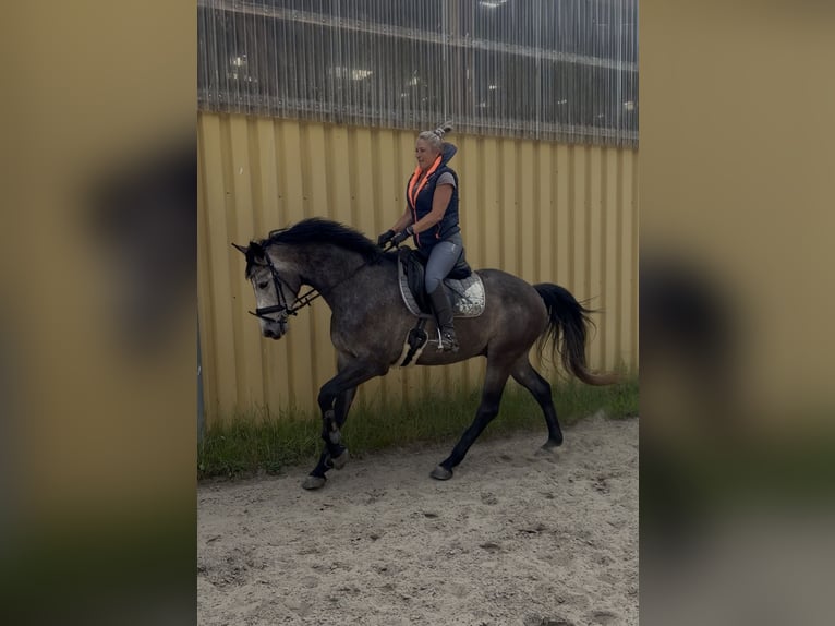 Holstein Gelding 5 years 16.1 hh Can be white in Vaale