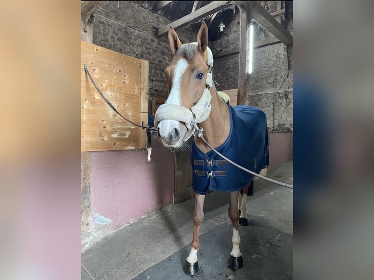 Holstein Gelding 5 years 16,1 hh Chestnut-Red in Dossenheim