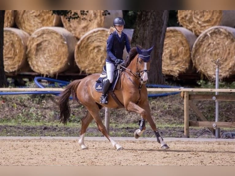 Holstein Gelding 5 years 16,1 hh Chestnut-Red in Dossenheim