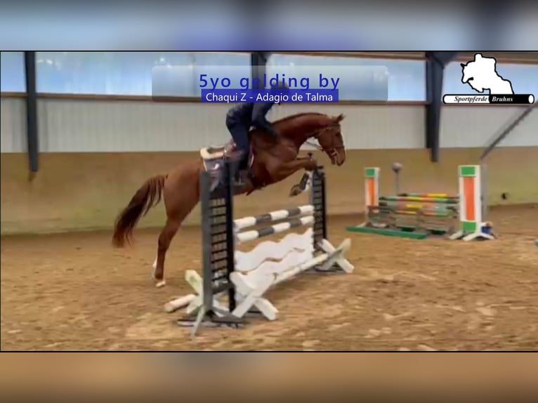 Holstein Gelding 5 years 16.1 hh Chestnut-Red in Gadow