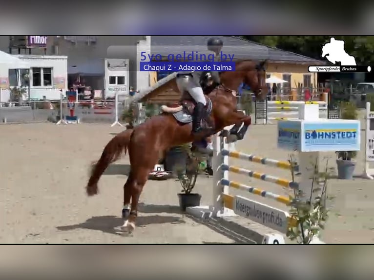 Holstein Gelding 5 years 16.1 hh Chestnut-Red in Gadow