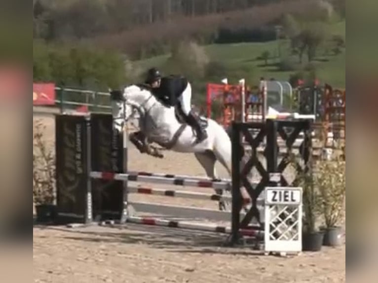 Holstein Gelding 5 years 16.1 hh Grey in Lindlar