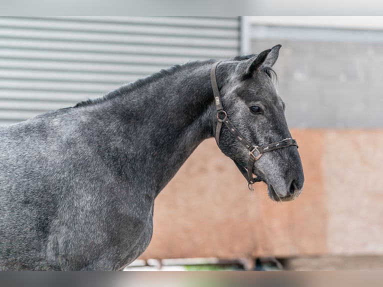 Holstein Gelding 5 years 16.1 hh Grey in Zduchovice