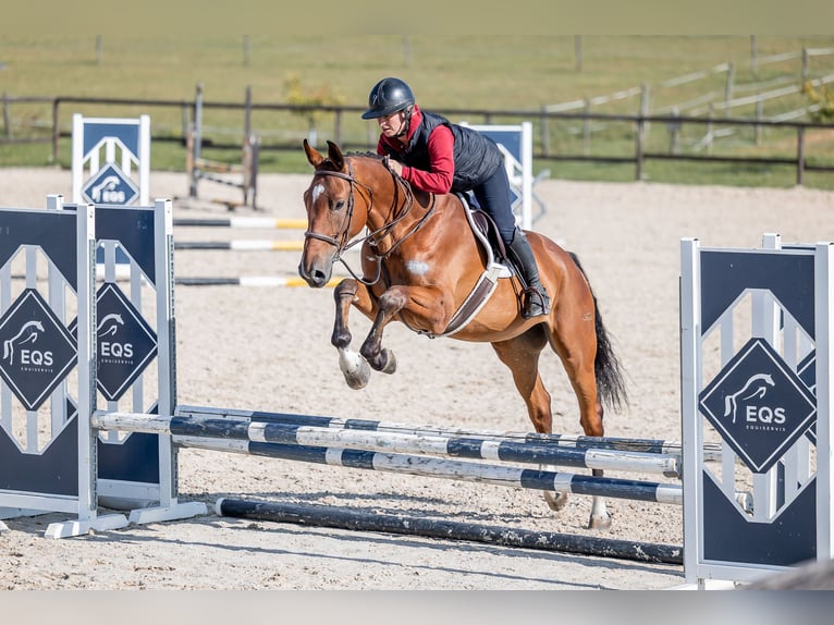 Holstein Gelding 5 years 16.2 hh Bay in Zduchovice