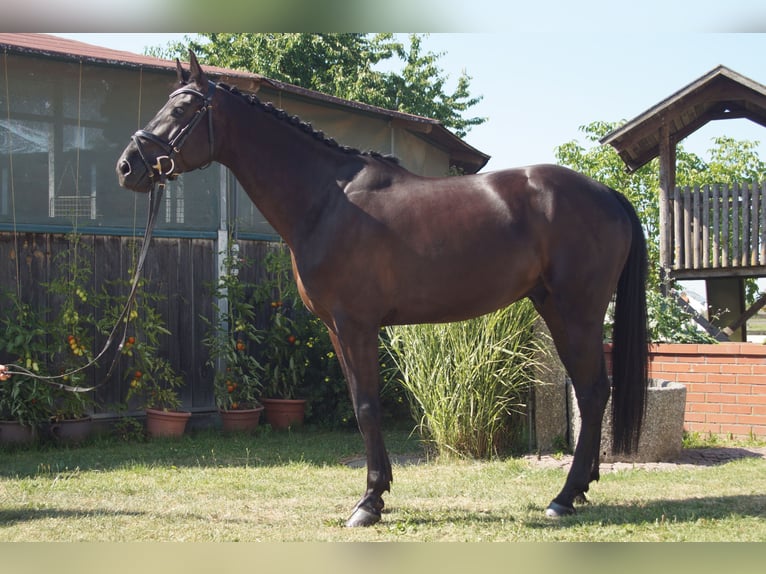 Holstein Gelding 5 years 16.2 hh Black in Unterneukirchen