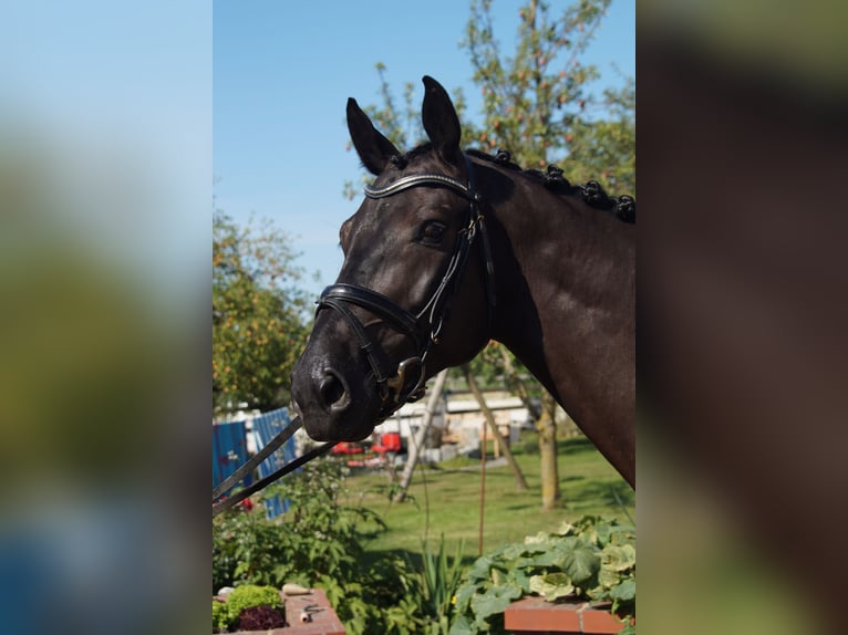 Holstein Gelding 5 years 16.2 hh Black in Unterneukirchen