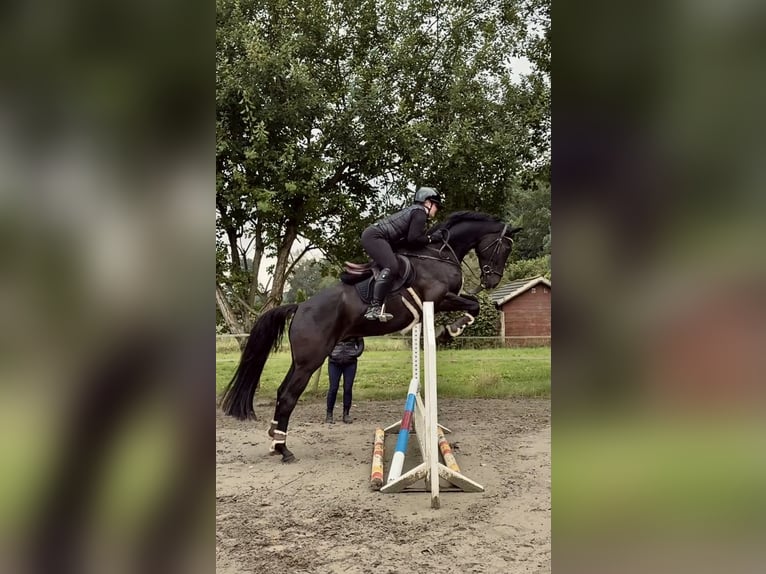 Holstein Gelding 5 years 16.2 hh Black in Rieseby
