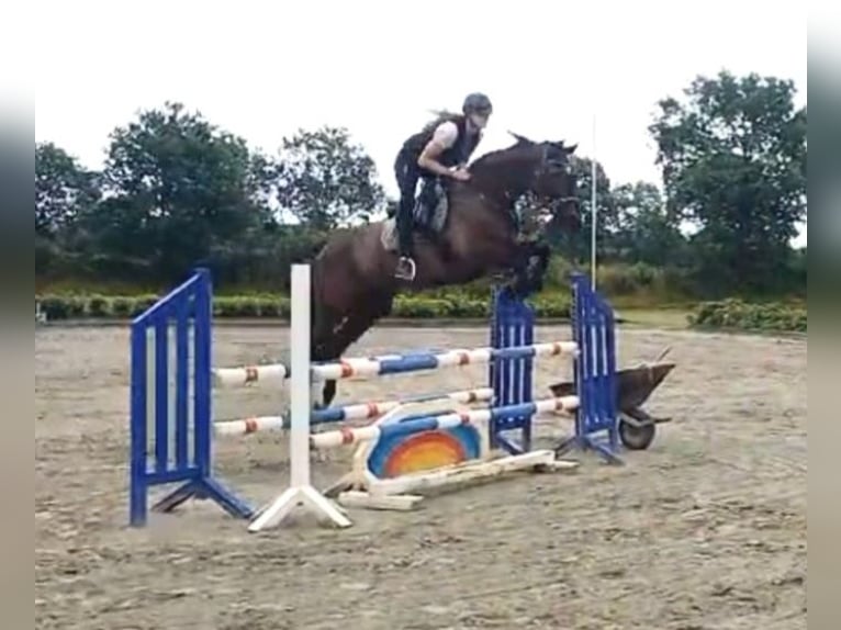 Holstein Gelding 5 years 16,2 hh Black in Gaushorn