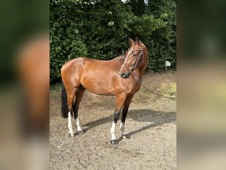 Holstein Gelding 5 years 16,2 hh Brown-Light in Westensee