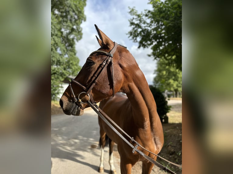 Holstein Gelding 5 years 16,2 hh Brown-Light in Westensee