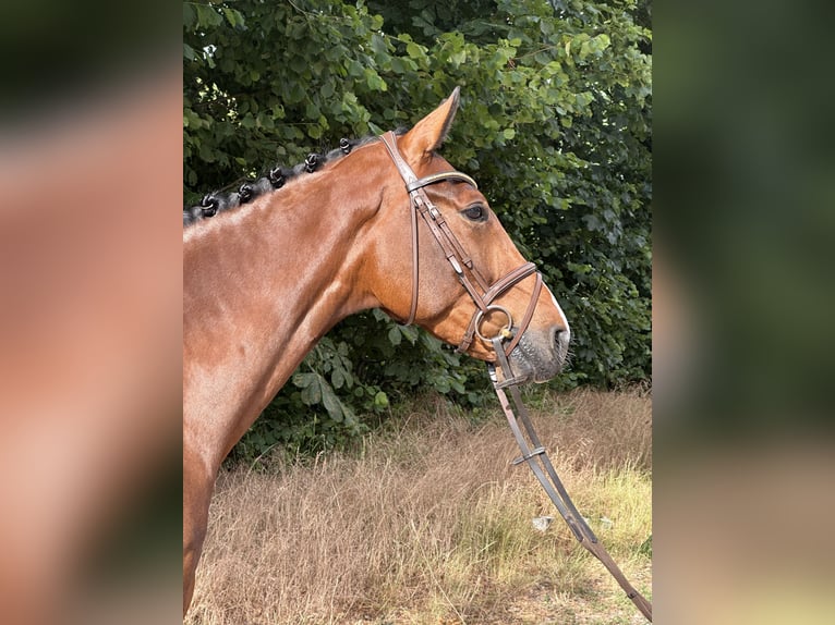 Holstein Gelding 5 years 16,2 hh Brown-Light in Westensee