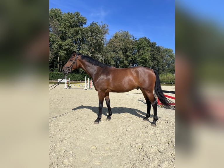 Holstein Gelding 5 years 16,2 hh Brown in Remscheid