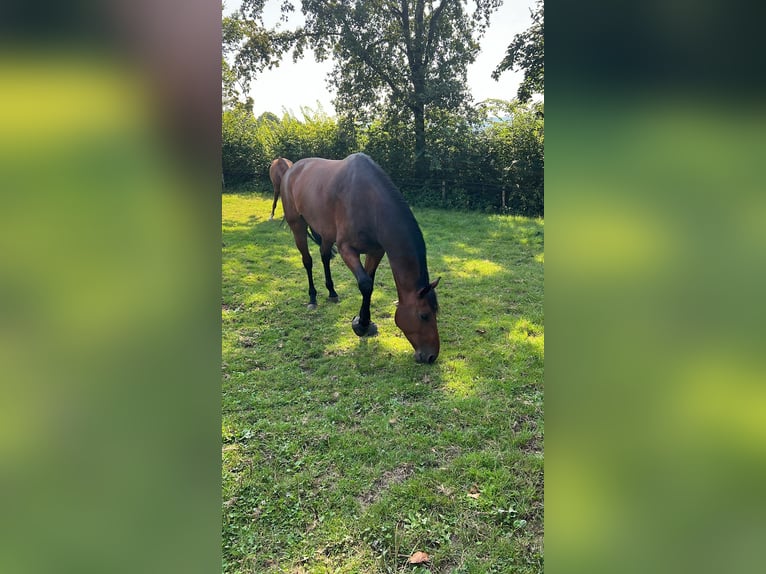 Holstein Gelding 5 years 16,2 hh Brown in Remscheid