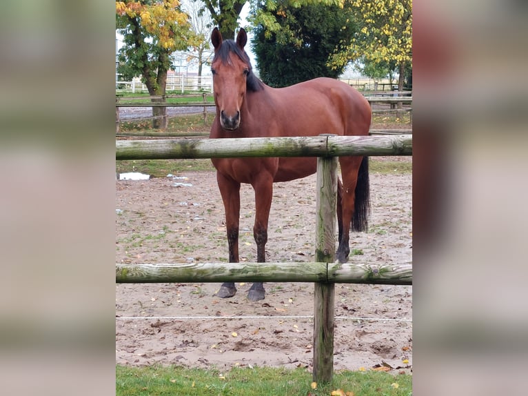 Holstein Gelding 5 years 16,2 hh Brown in Langwedel